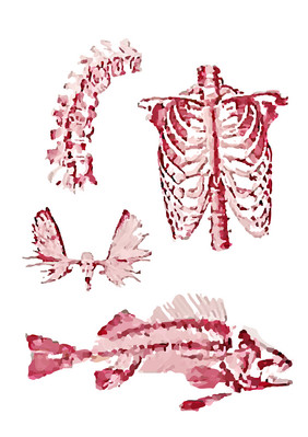 骨骼结构组织关系人物动物组合解刨手绘元素