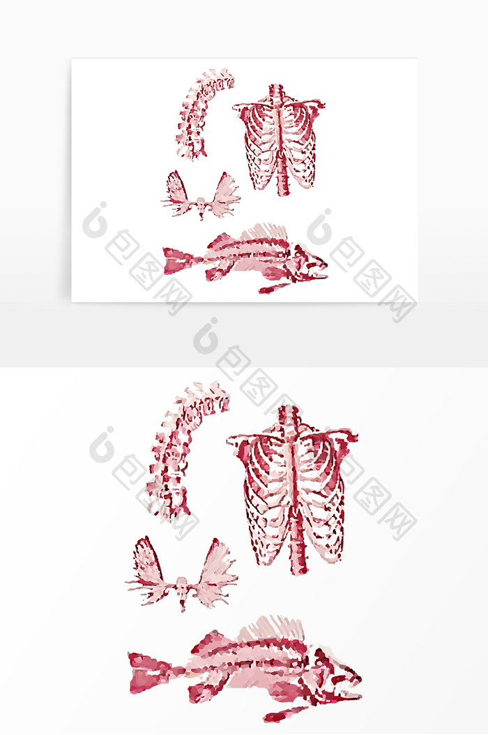 骨骼结构组织关系人物动物组合解刨手绘元素