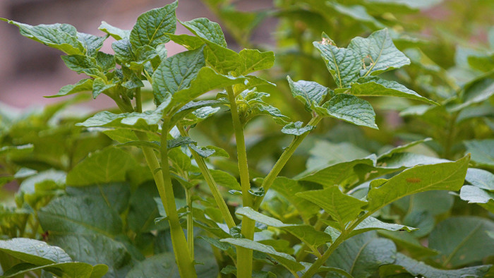 有机土豆种植实拍拍摄