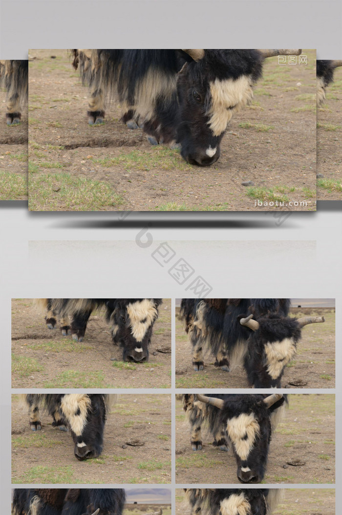 4K实拍青藏高原牧场牦牛哺乳吃草