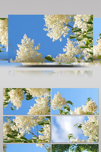 实拍4K微风吹动树叶花朵连天白云背景图片