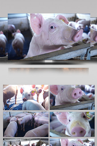 养猪场可爱保育猪吃饲料图片