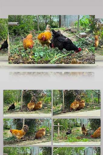 自然农村散养鸡农家土鸡田园生活4K实拍图片