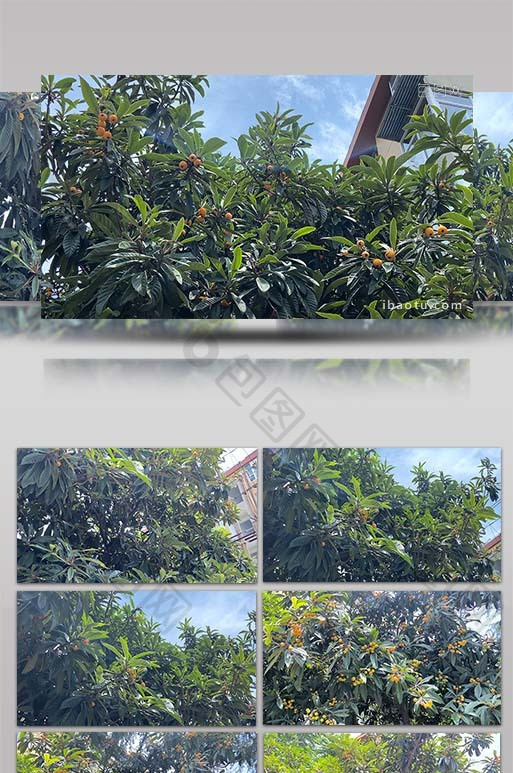 4K实拍枇杷树枇杷果成熟自然果实水果