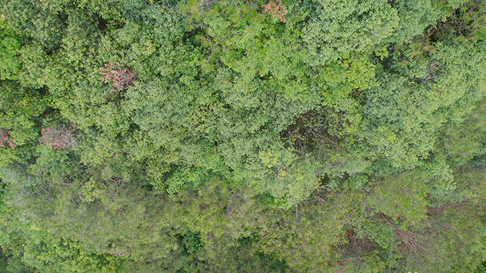 航拍俯拍4K森林树木视频