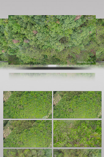 航拍俯拍4K森林树木视频图片