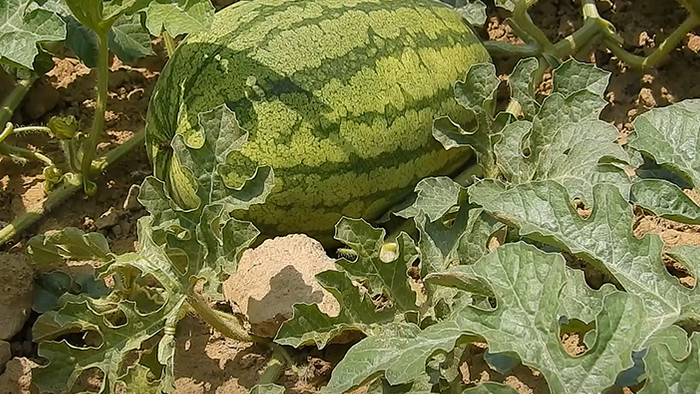 实拍视频地里生长中的西瓜
