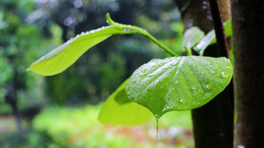 自然环境绿色生态下雨绿叶空镜头