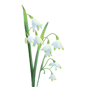世界环境日植物花卉白色元素