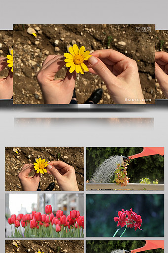 自然美学清爽三种花朵浇花实拍素材图片