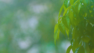 自然森系唯美清爽花草树木环境实拍