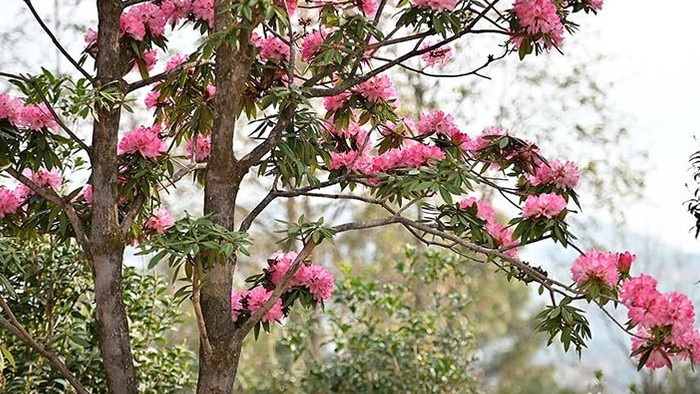 自然森系野生杜鹃花视频