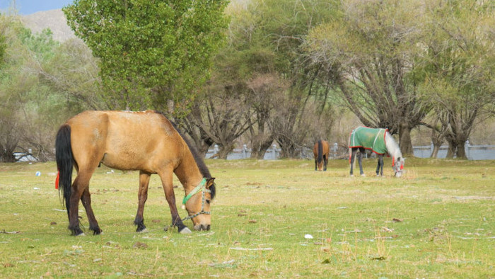 风景草坪上马匹悠闲吃草4k实拍