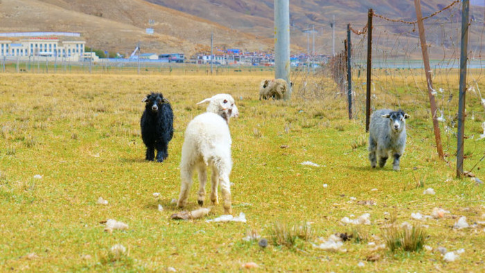 风景畜牧业绵羊山羊吃草4k实拍