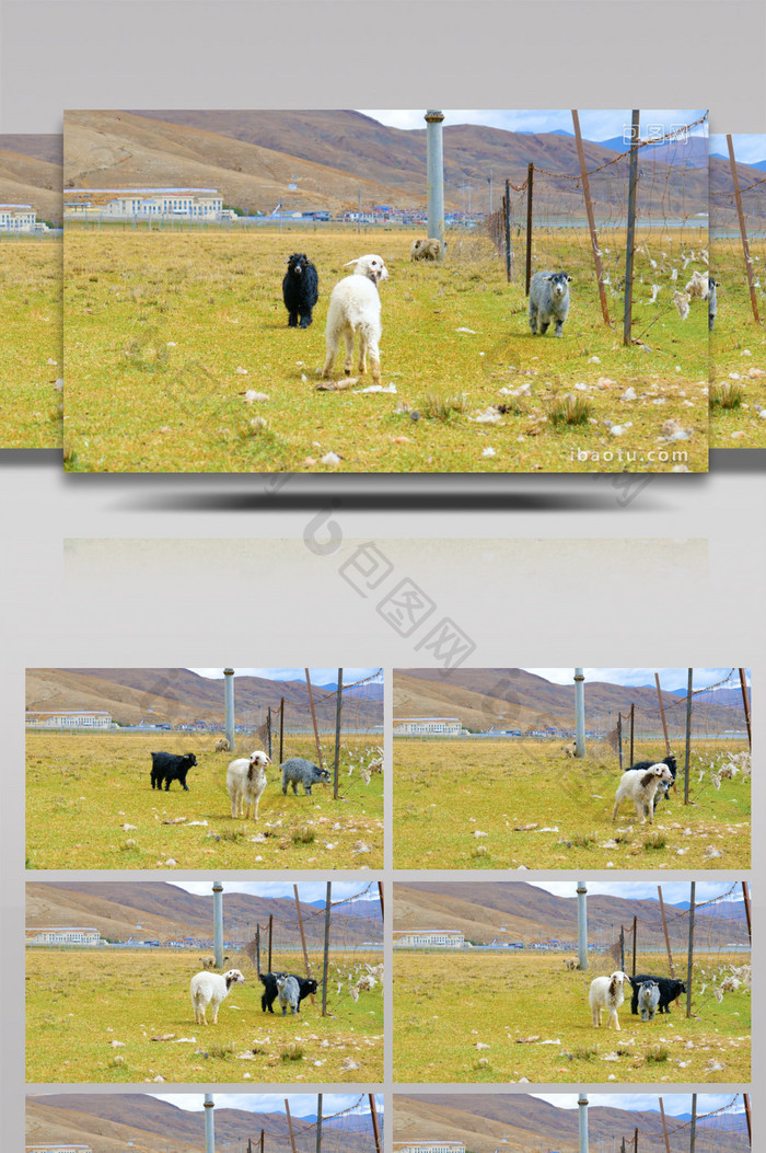 风景畜牧业绵羊山羊吃草4k实拍