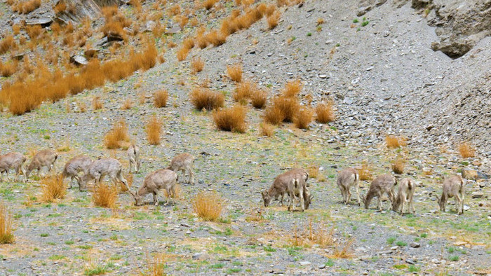 风景青藏高原藏岩羊野生动物保护4k实拍