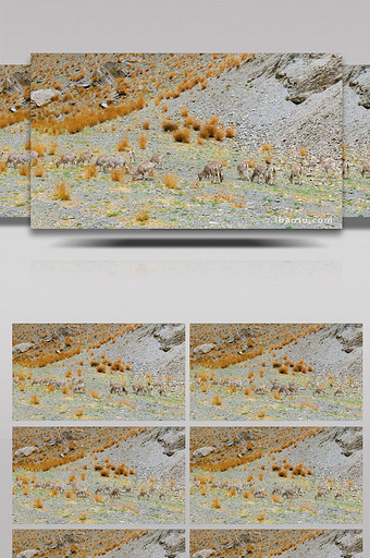 风景青藏高原藏岩羊野生动物保护4k实拍图片