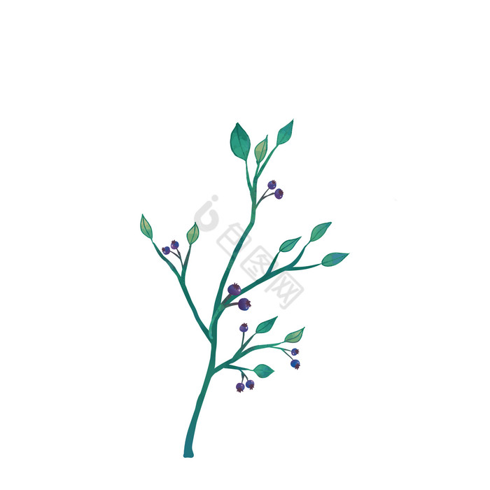 大自然蓝莓枝条植物图片