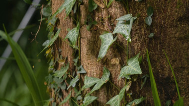 后花园植物写意实拍视频