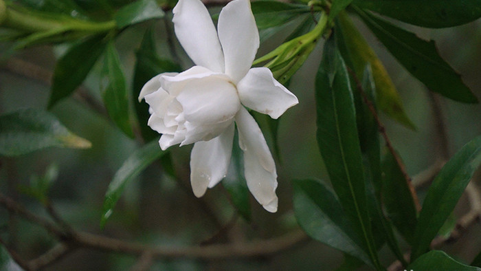 自然栀子花开实拍