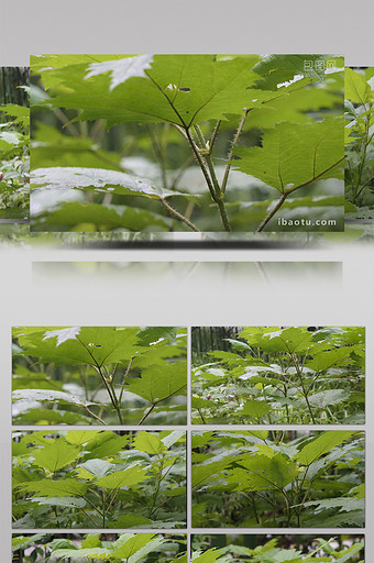 自然止咳草药荨麻实拍图片