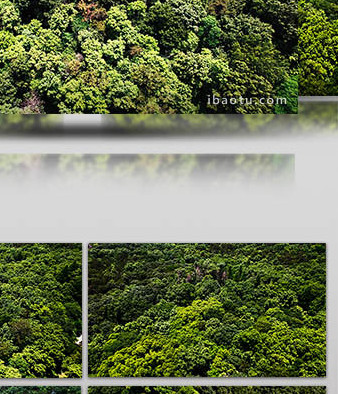 自然绿色森林树木生态航拍4K视频素材