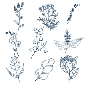 手绘线条植物素描元素