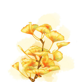 手绘银杏植物插画植物绿植