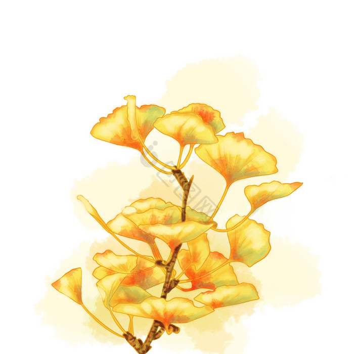 银杏植物插画植物绿植图片