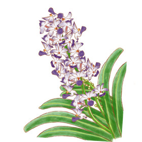 手绘紫色鲜花植物绿植插画中国风元素