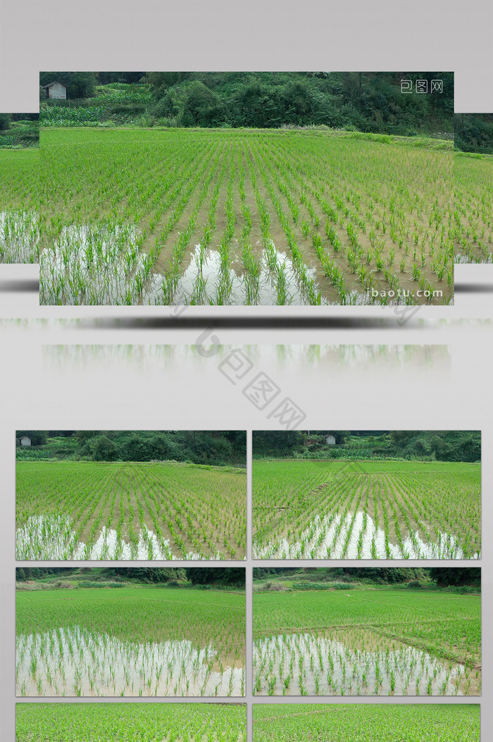 行业简约农田稻田水稻种植农业经济航拍