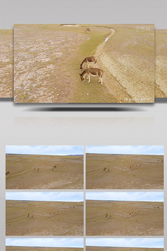 风景可可西里无人区藏野驴4K航拍视频图片