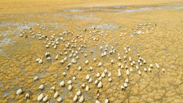 风景金色草原羊群奔跑4K航拍视频
