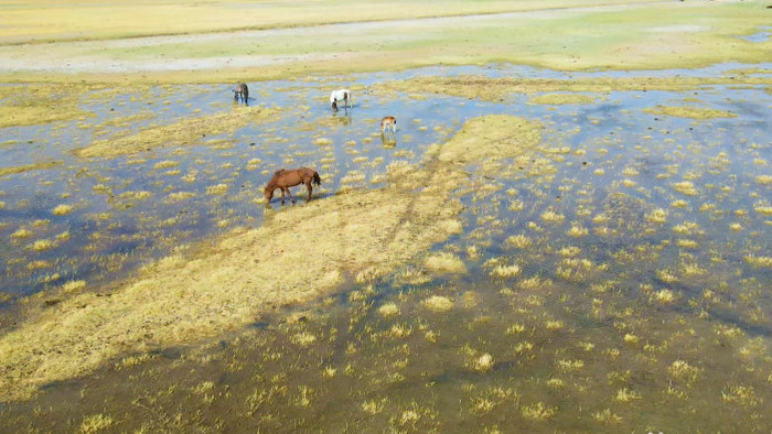 风景湿地草原马群风景4K航拍视频