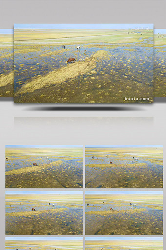 风景湿地草原马群风景4K航拍视频图片