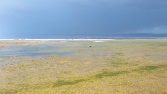 风景湿地野生鸟类风景4K航拍视频
