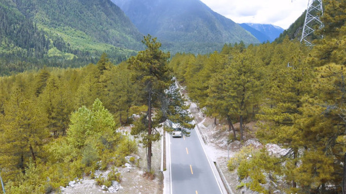 风景黄松树森林最美川藏公路4K航拍