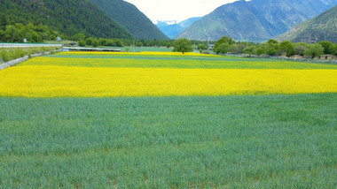 风景油菜花田菜地风景唯美4K航拍