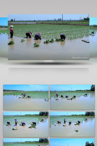 人文朴实农民在农田里插秧苗4K低空航拍图片