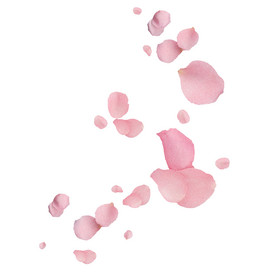 画再创作落花游鱼图花草椅子上的落花杏花杏花落花春天掉满落花的樱花