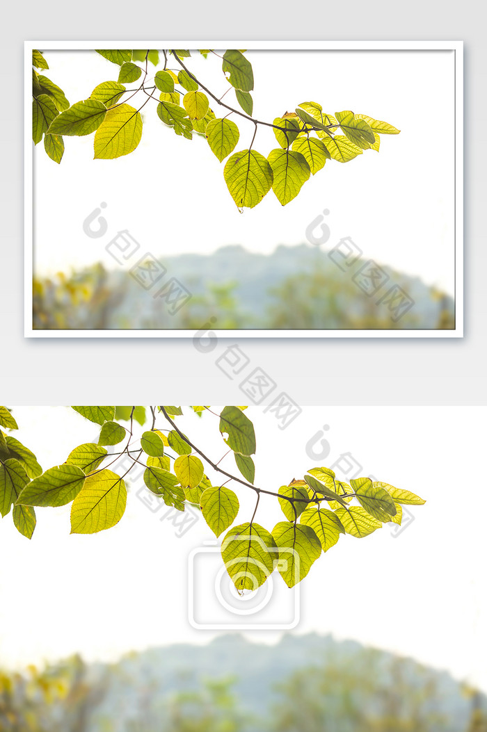 秋季黄叶落叶节气素材图片图片