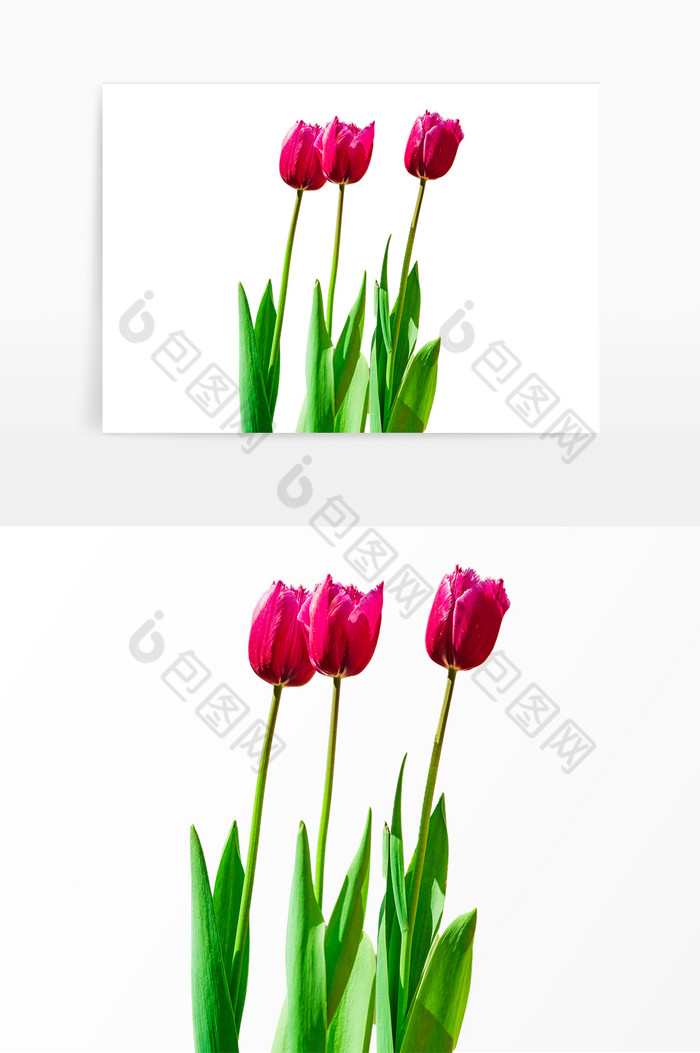 植物花卉郁金香图片图片