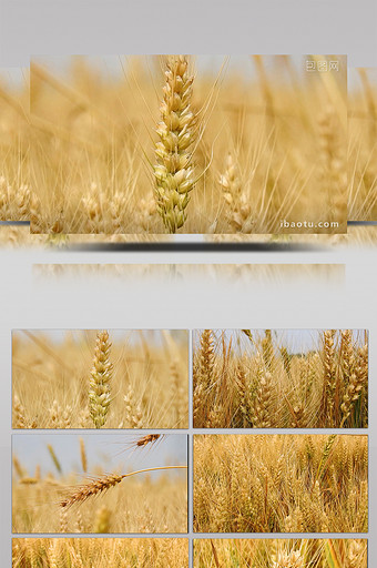 夏天自然金黄色小麦实拍特写农业素材图片