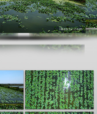 自然藕塘池塘荷叶茂盛生长4K航拍