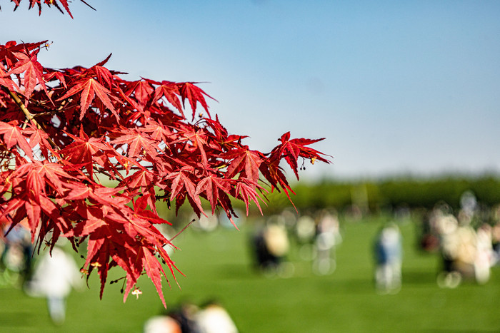 秋景秋天的叶子红枫叶秋意秋风金秋图片