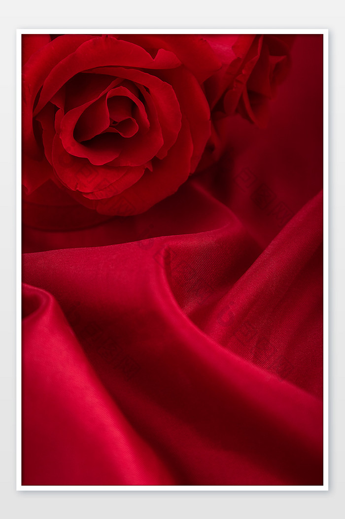 情人节红色玫瑰红色背景素材
