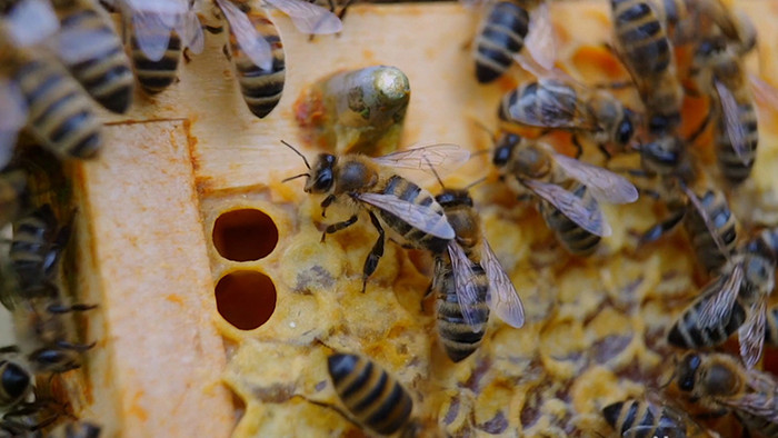 行业职业简约精致养蜂人蜜蜂实拍视频