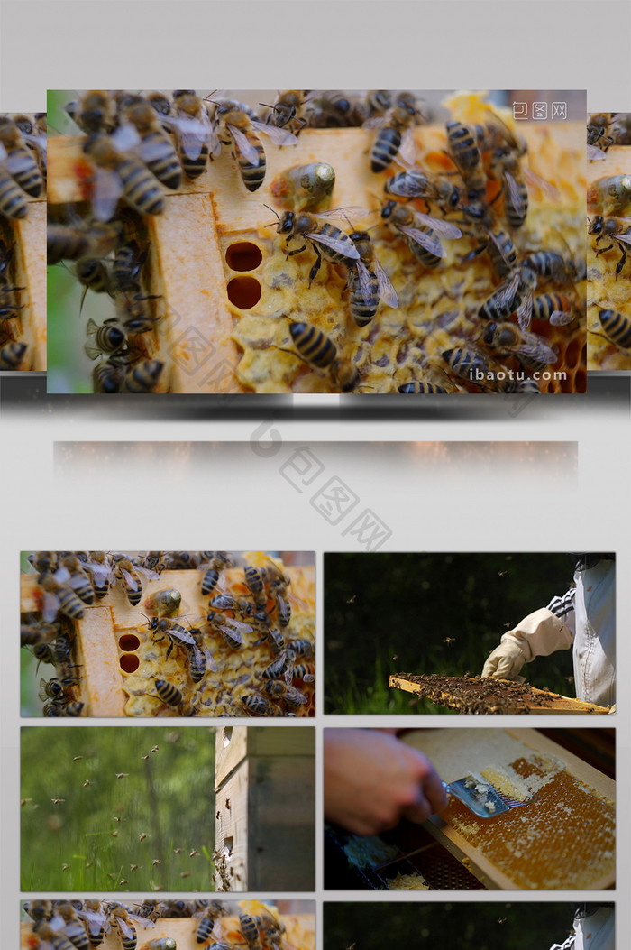 行业职业简约精致养蜂人蜜蜂实拍视频