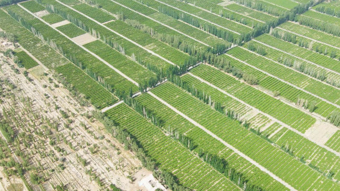 沙漠绿洲植物沙漠化防护