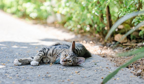 绿色清新夏季午后慵懒猫咪摄影图